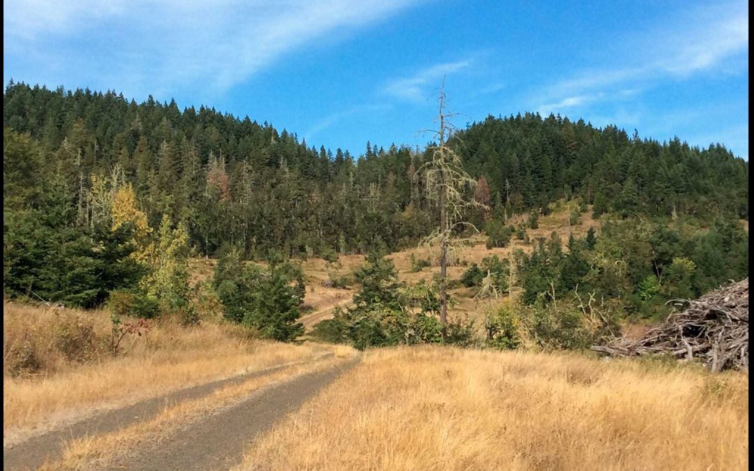 Forestland that has been cash-out refinanced by Cetan Funds