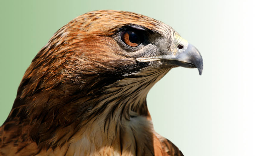Cetan Funds Hawk Close-Up Photo of a Hawk's Head