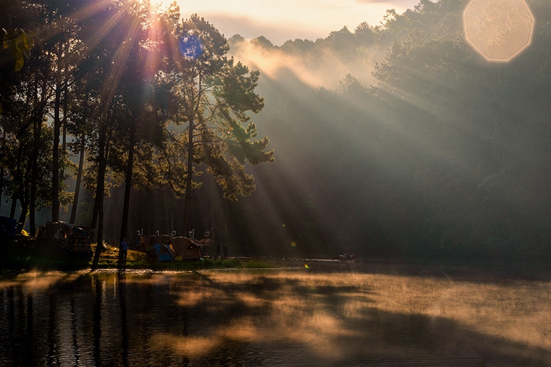 Sun glowing through forest trees and a meadow
