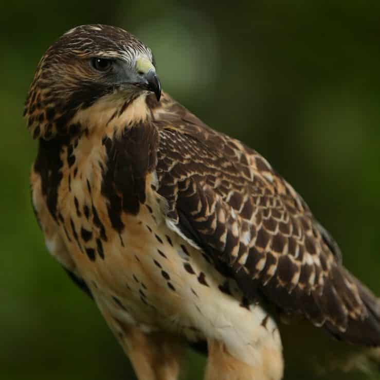A Hawk at the Cascades Raptor Center
